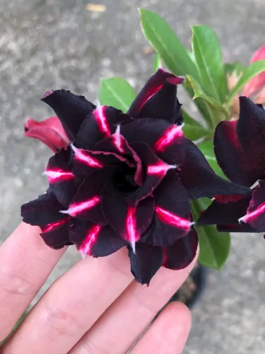 Rosa do Deserto Tokyo