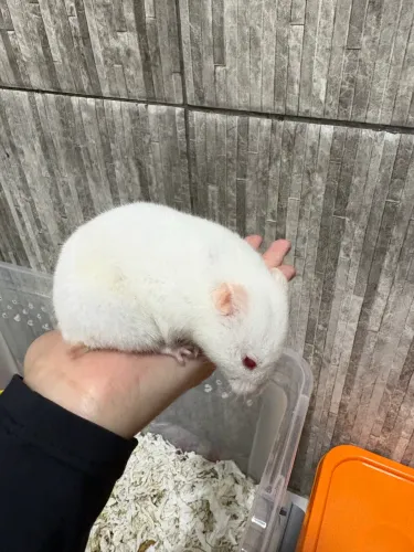 Hamster Sírio fêmea 