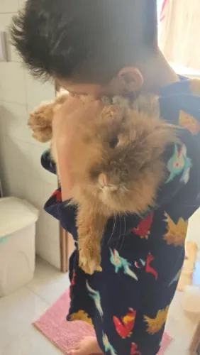 Lindo coelho lion mansinho demais