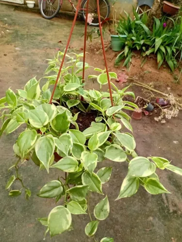 Planta peperomia