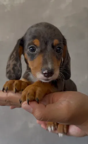Dachshund miniatura (Cofap)