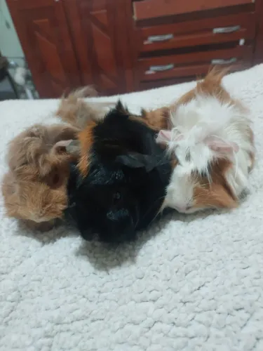 Porquinho da índia