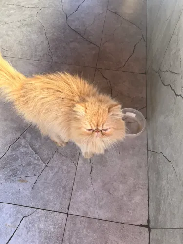 procuro namorada gato persa