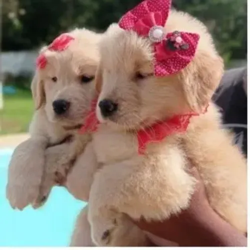 GOLDEN RETRIVER ESTILO EUROPEU R$3000 COM PEDIGRI