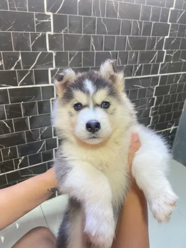 Husky Siberiano Fêmea