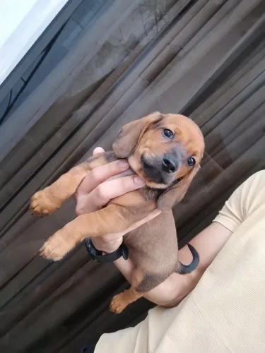 Dachshund (Salsicha)