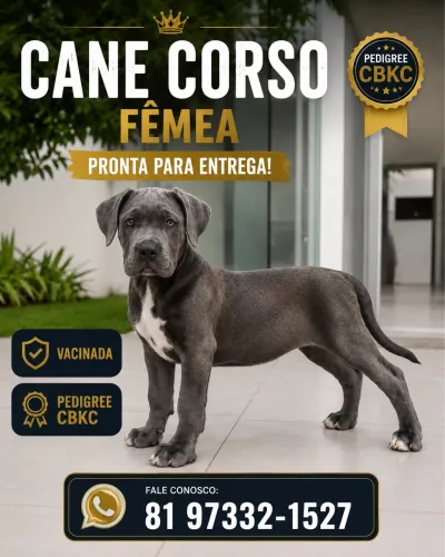 Cabe Corso Fêmea 