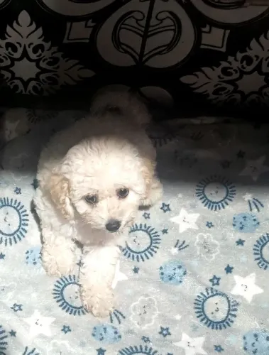 Vendo filhote de poodle 