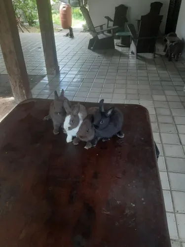 Filhotes de coelhos nertherland 