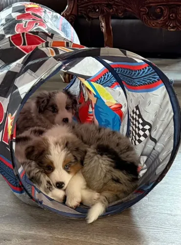 Filhotes de Border Collie | Patinhas cheias de amor.