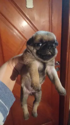 Pug fêmea