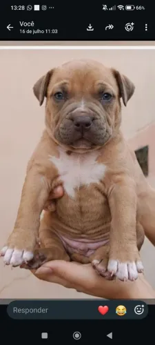 Pit monster