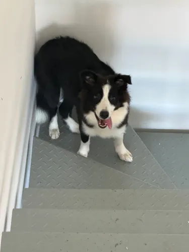 Border Collie
