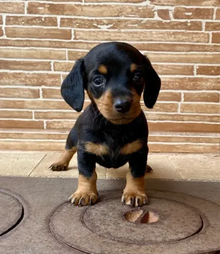 Filhotes de Teckel (Salsicha, Basset) Criados Com Responsabilidade