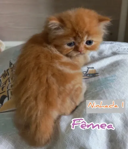 Gatinhos Persas Filhotes