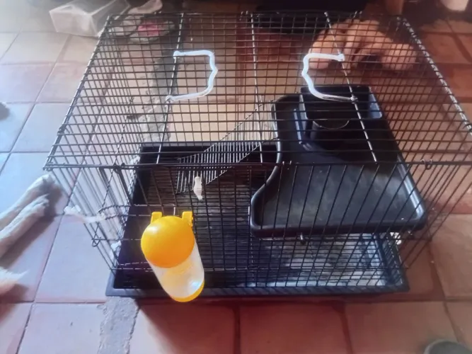 Gaiola para porquinho da Índia