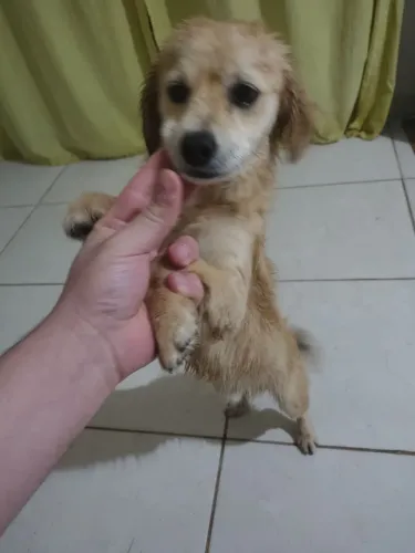 Cachorro pra adoção 
