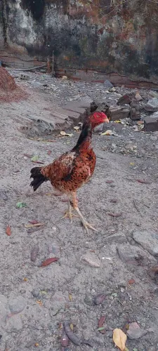 Galinha Matriz carioca 