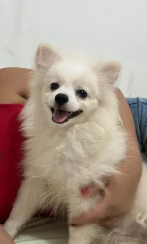 Spitz alemão 07 meses macho 