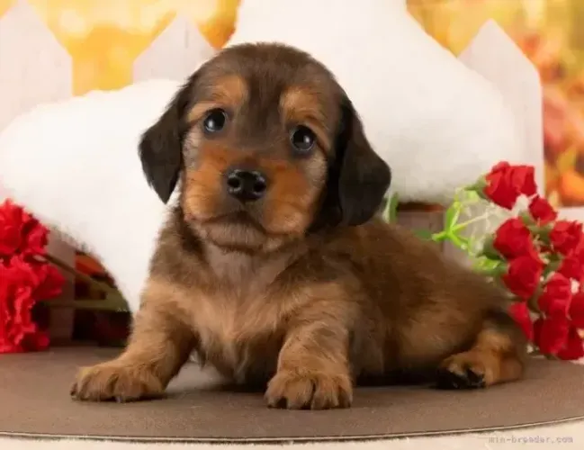 Filhote de cachorro dachshund/teckel/basset/salsicha/cofap dócil vacinado