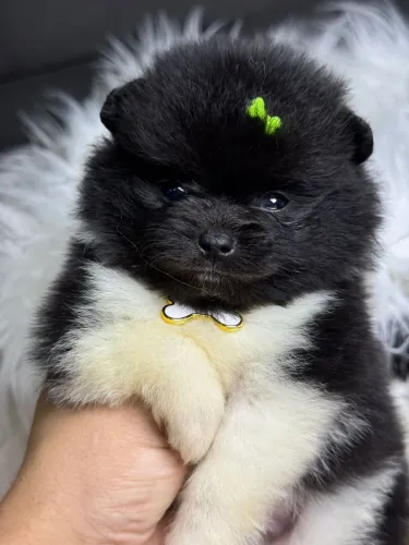 SPITZ alemão Lulu da pomerania 