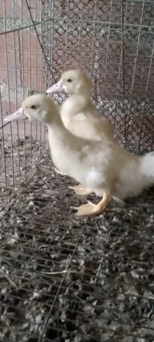 Casal de patos gigante alemão novo 