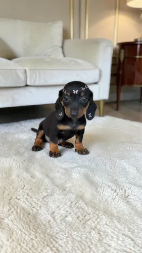 Filhote de Daschund fêmea