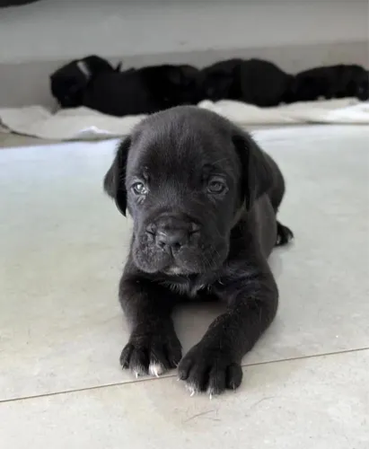 Cane Corso