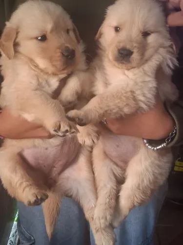 Golden Retriever , pais com pedigree