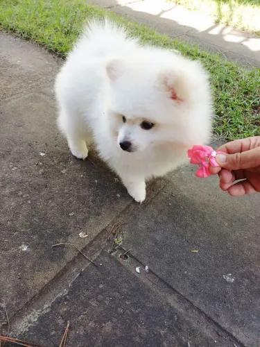 Lulu da pomerania fêmea branca pedigree 