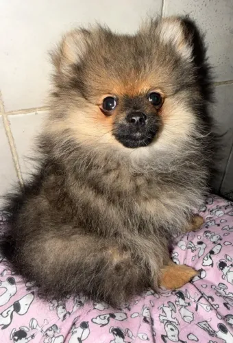 Filhote Spitz Alemão Macho