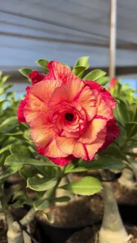Rosa do deserto