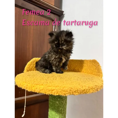 Persa Femea Linda Super Promoção 