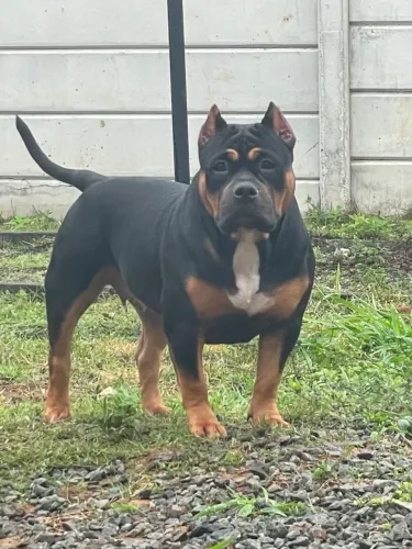 Américan bully fêmea com PEDIGREE