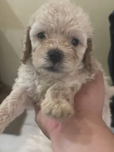 Filhote Macho de Poodle 100% raça pura