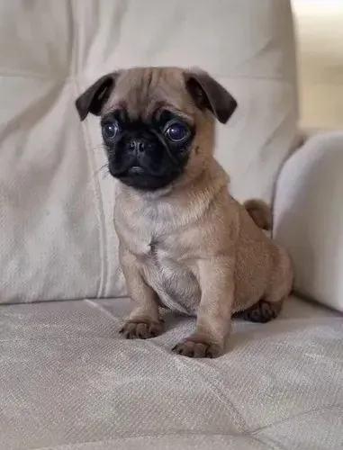 Macho pug disponível