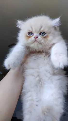 Gato persa legítimo