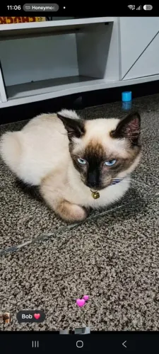 Gato siamês