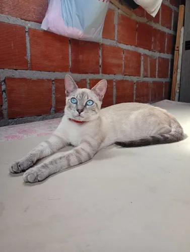 Gata para adoção 