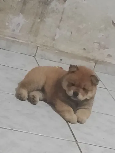 CHOW CHOW FÊMEA