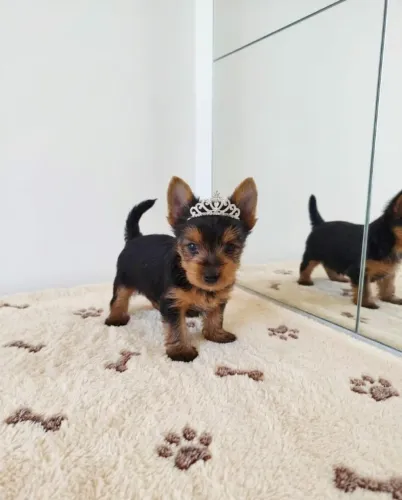 Princesinha Yorkshire Terrier Disponível Agora