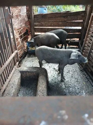 Leitao nilo puro