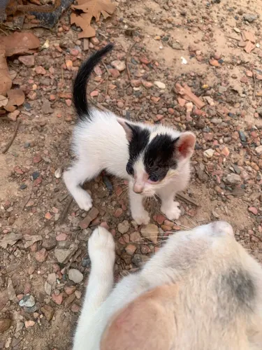 Doa-se gatinhos