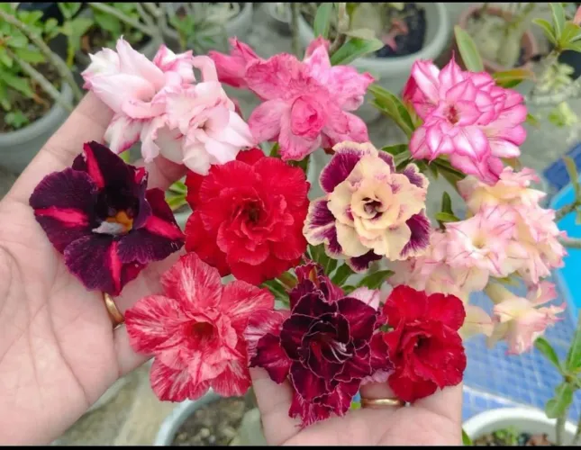 Vendo coleção de rosas do deserto, tem mais de 100