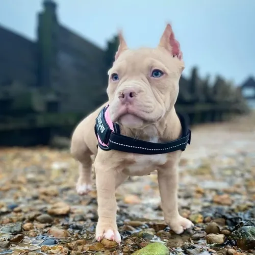 American Bully - Pequeno, Brincalhão E Irresistível!