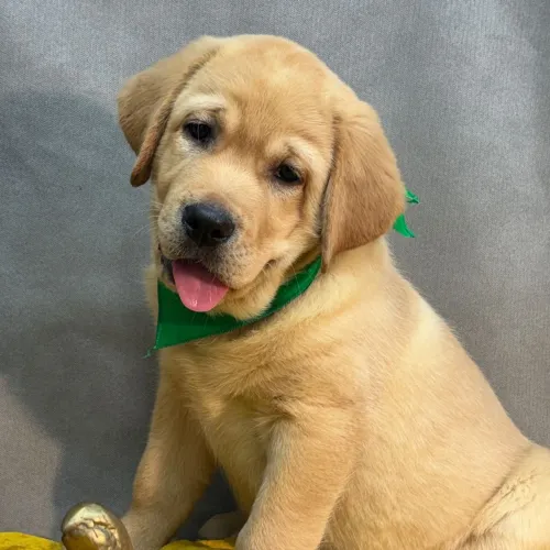 Labrador- Quem resiste a tanta fofura. Entrega imediata