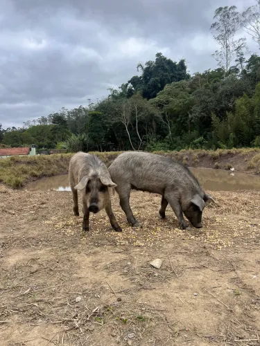 Casal de Porcos Moura p/ criação e reprodução