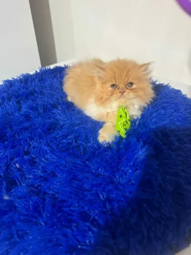 Gatos persa lindos 