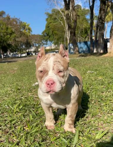 American Bully fêmea micro lilac Merle