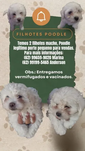 Poodle Legítimo 